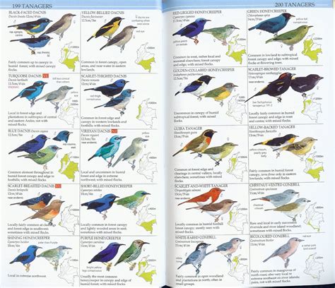 Birds of Colombia field guide