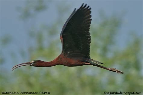 Birds of Extremadura  Spain : FIRST BREEDING RECORD OF ...