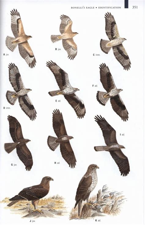 birds of prey Google keresés | 150 LADY BIG BIRDS ...