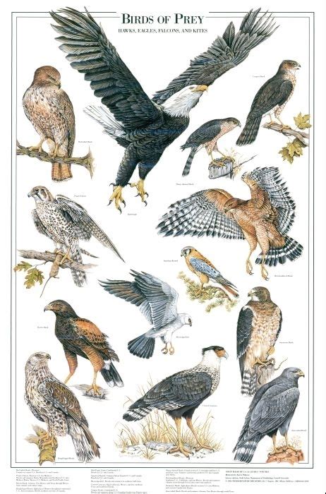 Birds of Prey: I Identification chart | Bird ...