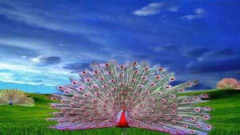 Birds peacock picture free download