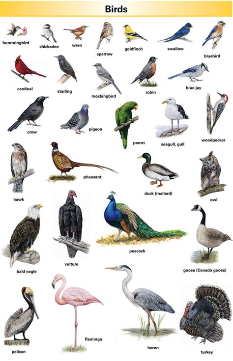 Birds Pictures And Names English
