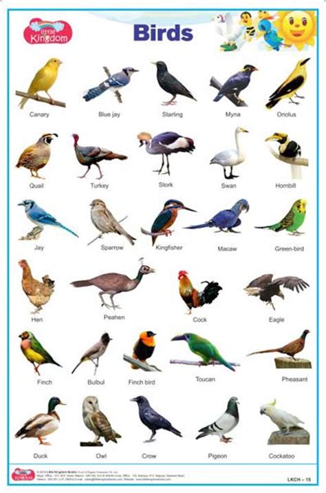 Birds Pictures For Kids With Names