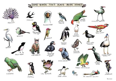 birds pictures with names 28737showing.jpg | Fauna ...