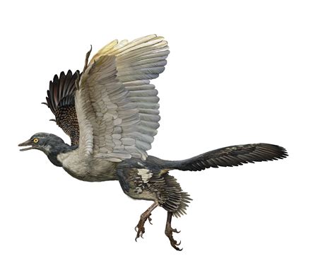 Birds Really Are Dinosaurs, Explained