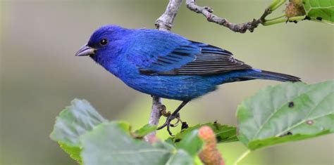 Birds To Find In Michigan | ARVC Michigan