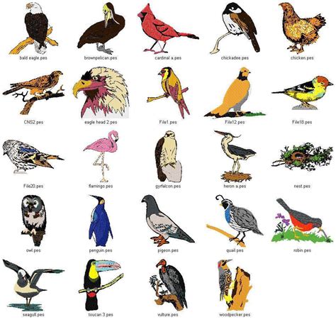 Birds Types inforyt | Unique Birds | Pinterest | Bird ...