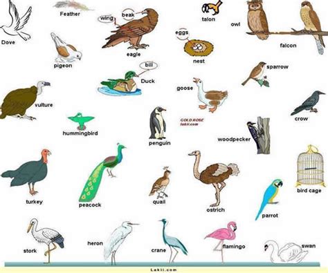Birds Vocabulary in English