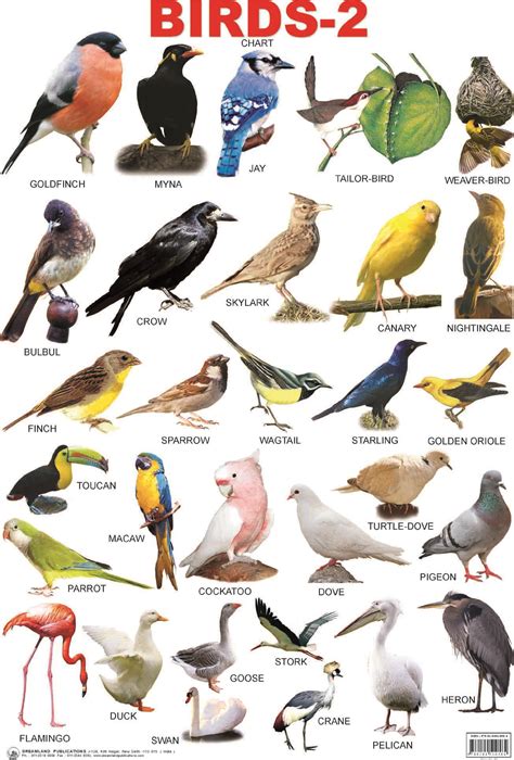 birds with names   Google Search | Birds And Birds ...