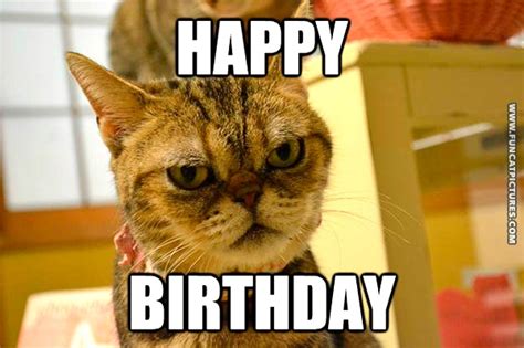 Birthday Archives | Fun Cat Pictures