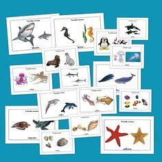 Bits de inteligencia: Animales marinos | Vocabulario ...
