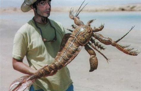 Bizarre Sea Scorpion   YouTube