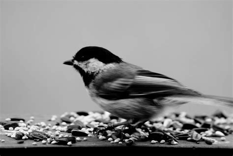 Black And White Bird Photography | www.imgkid.com   The ...