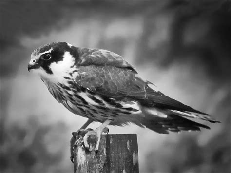 Black And White Bird Photography | www.pixshark.com ...