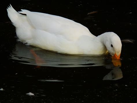 Black And White Bird With Orange Beak