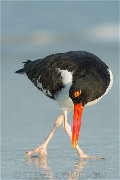 Black And White Bird With Orange Beak Name