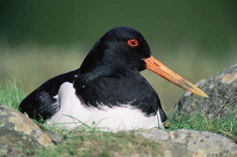 Black And White Bird With Orange Beak Name