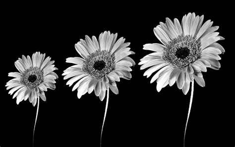 Black And White Images Of Flowers 28 Hd Wallpaper ...