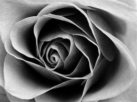 Black And White Roses   Cliparts.co