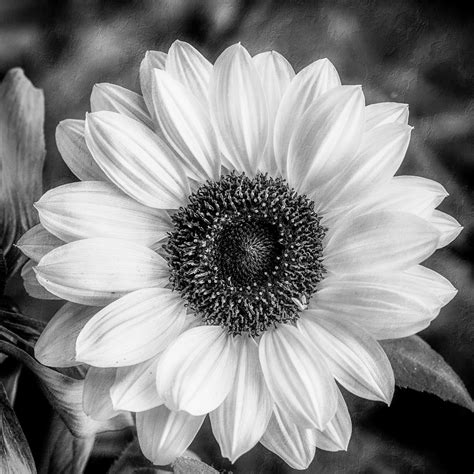 Black And White Sunflower Photograph by Anita Miller