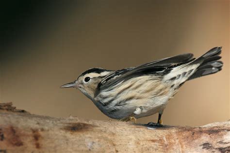 Black and white warbler   Wikipedia