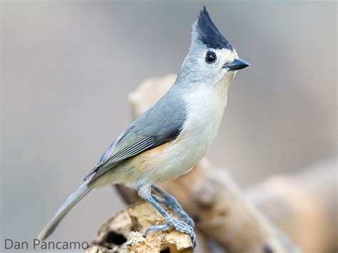 Black crested Titmouse   Species Information and Photos