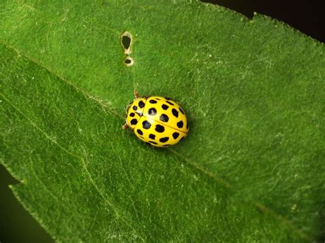 black dotted yellow ladybug by Elvira1990 on DeviantArt