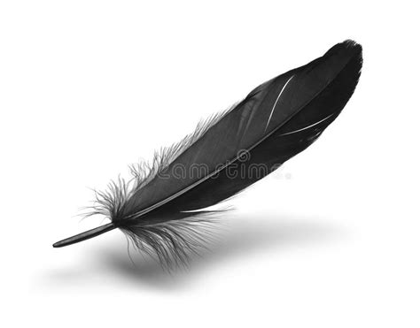 Black Feather stock photo. Image of carefree, feather ...