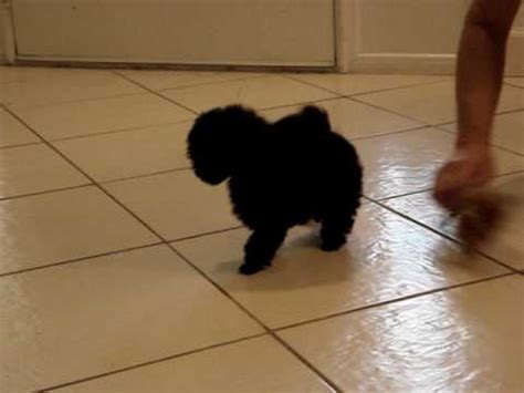 Black Female Toy Poodle Pups   YouTube