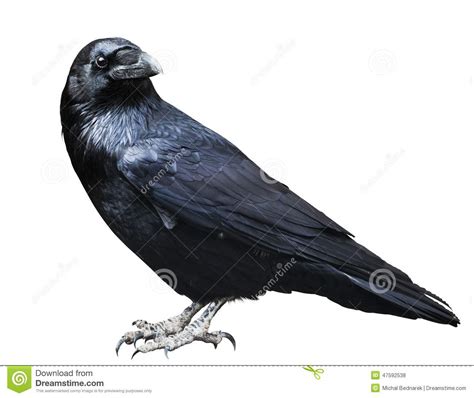 Black Raven. Bird Isolated On White. Stock Photo   Image ...