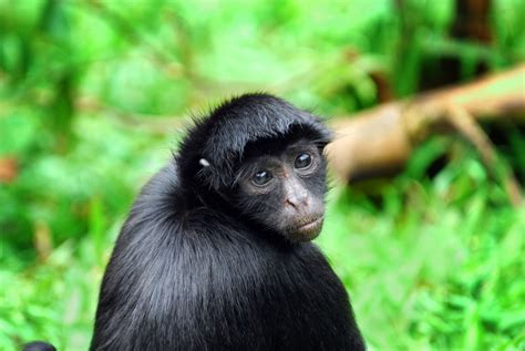 Black Spider Monkey Facts, History, Useful Information and ...