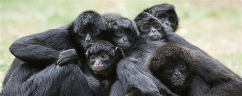 Black Spider Monkey Facts, History, Useful Information and ...