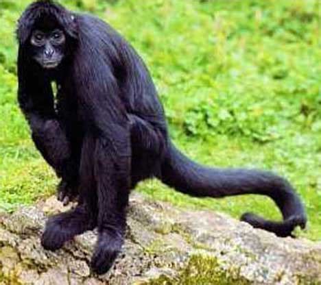 Black Spider Monkey Facts, History, Useful Information and ...