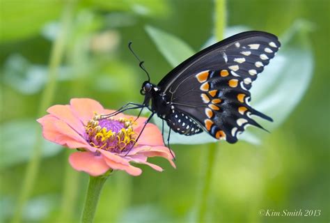 Black Swallowtail Butterfly | Kim Smith Designs