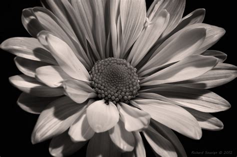 Black & White Flower Shots   Page 3