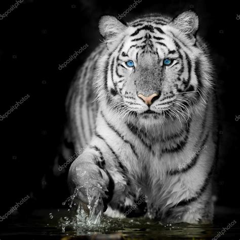 Black & White Tiger — Stock Photo © art9858 #66245159