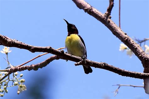 Black Yellow Bird | I dont s know its Exact name!! Can ...