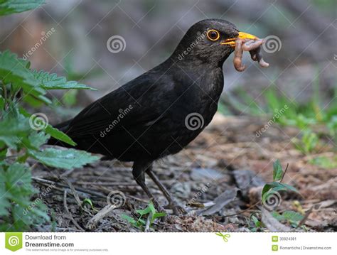 Blackbird Eating Worm Stock Image   Image: 30924381