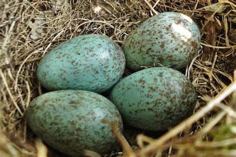 Blackbird eggs | Animals and Country Time | Pinterest