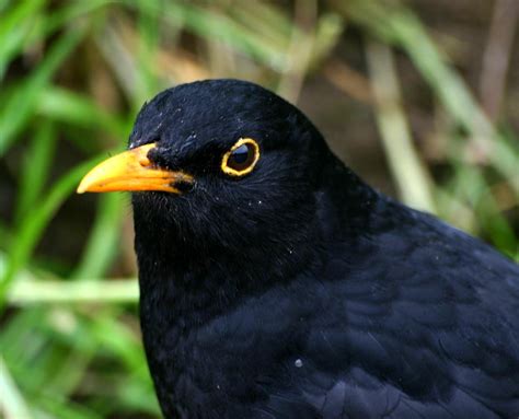 Blackbird | NatureSpot