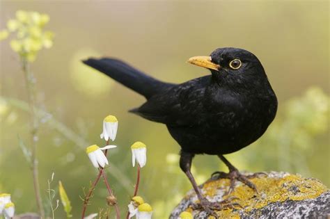Blackbird  Turdus merula  | trush.. | Pinterest | British ...