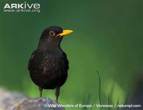 Blackbird videos, photos and facts   Turdus merula | Arkive