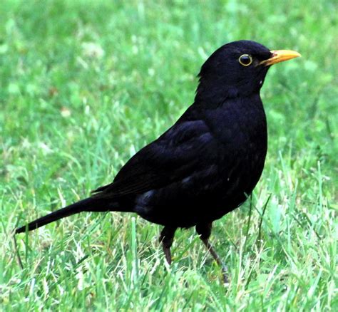 Blackbirds in the Garden | Birds of a Feather | Garden Variety