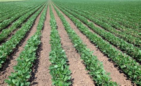 BlackburnNews.com   Expecting Record Soybean Harvest In S ...