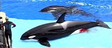 Blackfish, el trauma de las orcas cautivas | Terra.org ...