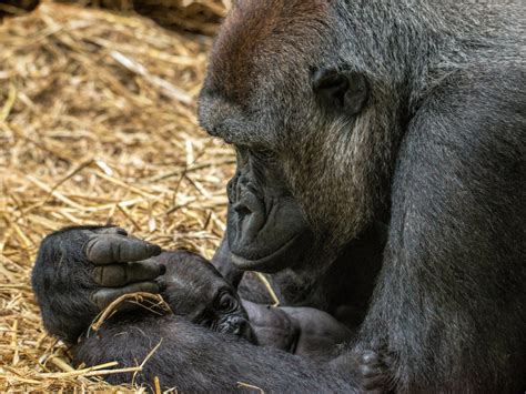 Blackpool Zoo name new baby gorilla | Granada   ITV News