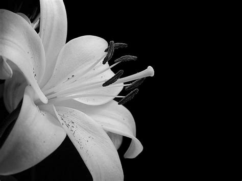 Blanco y Negro Flores fondo de pantalla fondos de pantalla ...