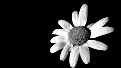 Blanco y negro Imagen & Foto | plantas, flores, mis ...