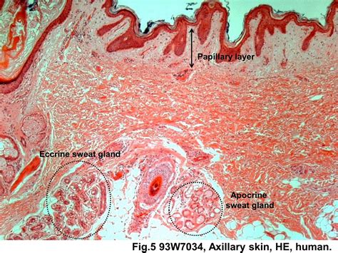 Block12/Fig. 5 Eccrine and Apocrine sweat gland.