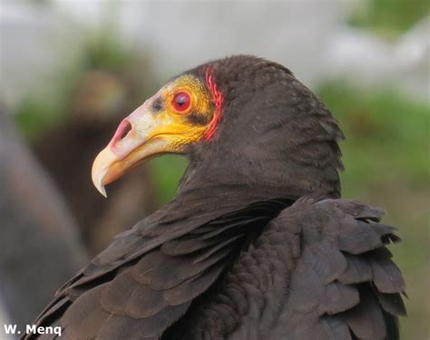 Blog Aves de rapina Brasil: Urubus são aves de rapina?